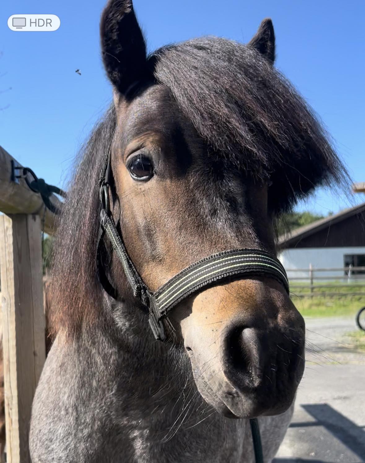 Ett levande stall med plats för både människor och hästar.