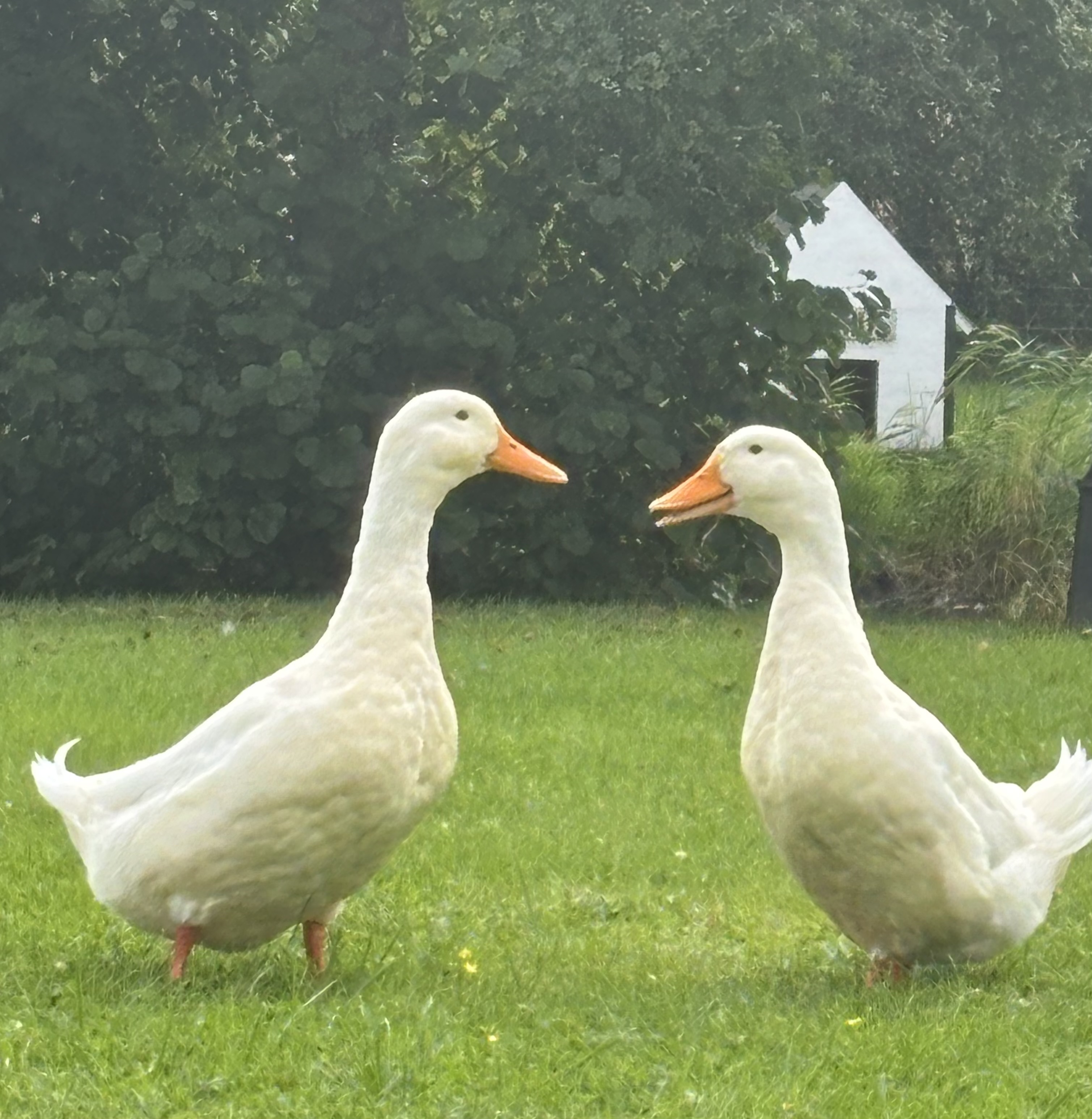 Gårdens ankor, Annas Gård