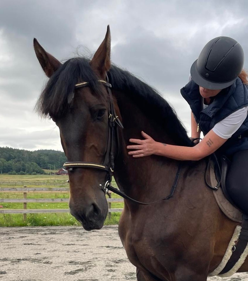 Bild på en söt häst, Annas Gård