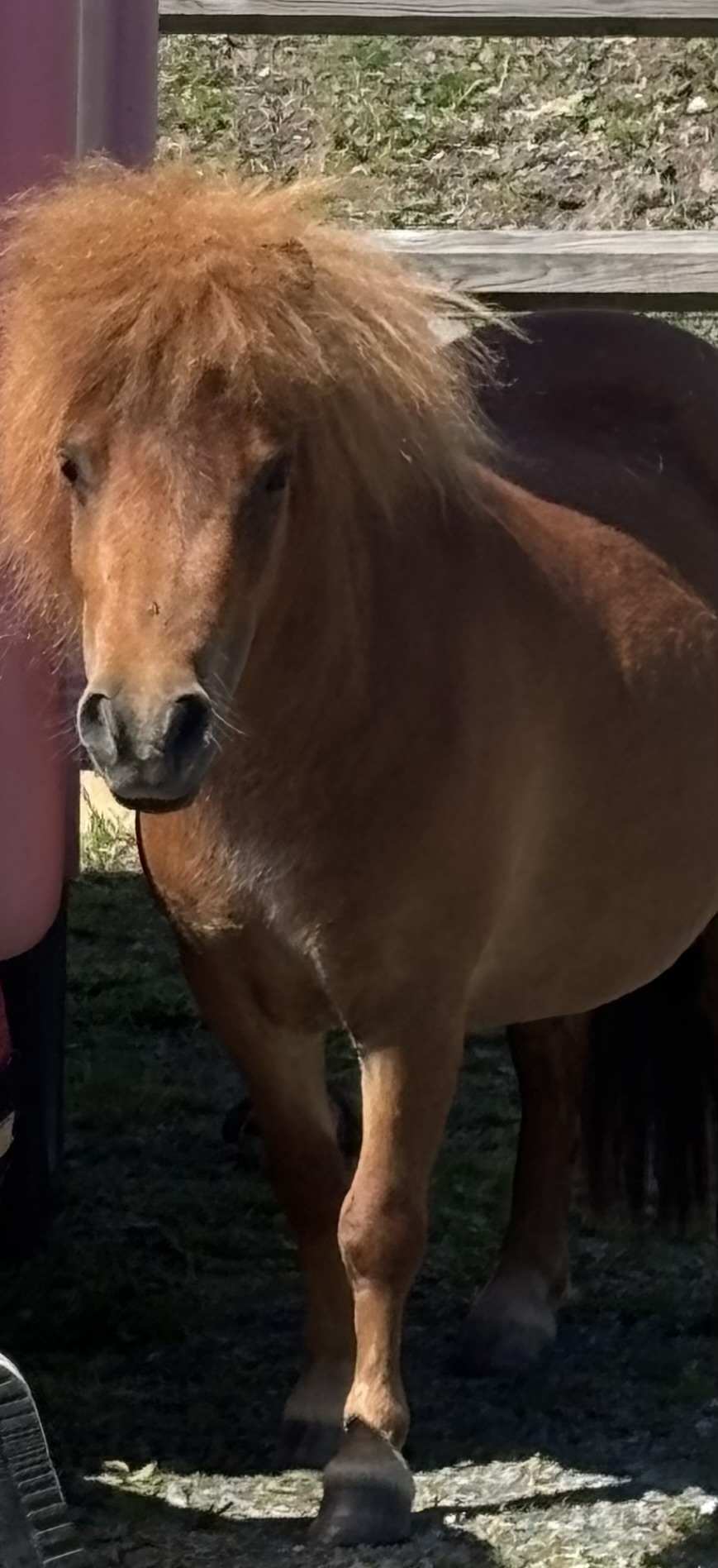 Lilla ’Bästa’, gårdens tokigaste lilla häst som tillsammans med hennes bästa vän Bellman ibland går fria på gården 